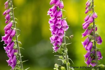 45 flores de verano que aturden con el sol 