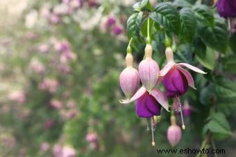 45 flores de verano que aturden con el sol 