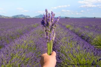 45 flores de verano que aturden con el sol 