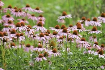 45 flores de verano que aturden con el sol 