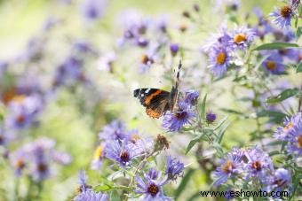 45 flores de verano que aturden con el sol 