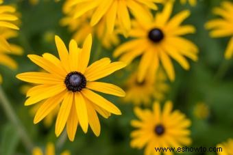 45 flores de verano que aturden con el sol 