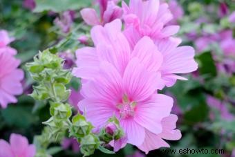 45 flores de verano que aturden con el sol 