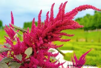 45 flores de verano que aturden con el sol 