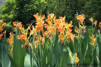 45 flores de verano que aturden con el sol 