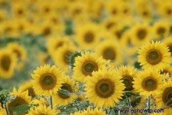 45 flores de verano que aturden con el sol 