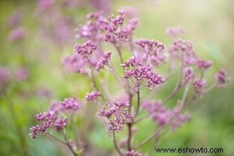 45 flores de verano que aturden con el sol 