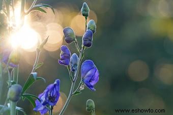 45 flores de verano que aturden con el sol 