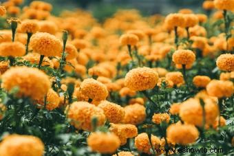 45 flores de verano que aturden con el sol 