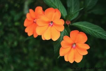 45 flores de verano que aturden con el sol 