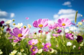 45 flores de verano que aturden con el sol 