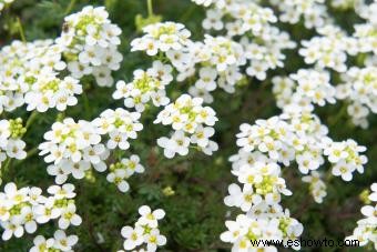 45 flores de verano que aturden con el sol 