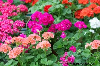 45 flores de verano que aturden con el sol 