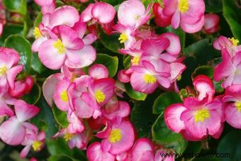 45 flores de verano que aturden con el sol 