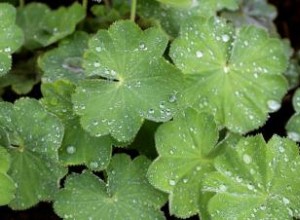 Alchemilla mollis: El Manto de Dama, Planta Encantadora para Borduras Sombreadas