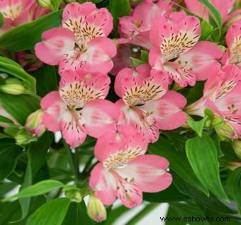 Alstroemeria