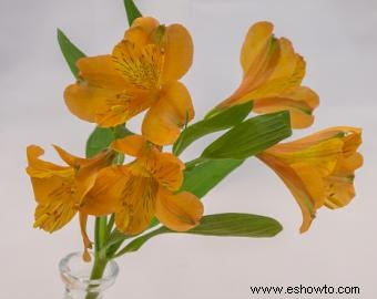 Alstroemeria