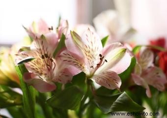 Alstroemeria