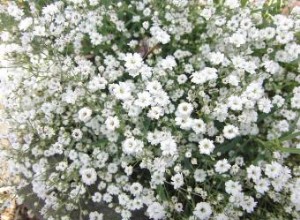 Guía Completa para Cultivar Aliento de Bebé (Gypsophila) en tu Jardín