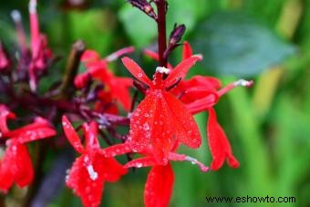 Flor cardinal