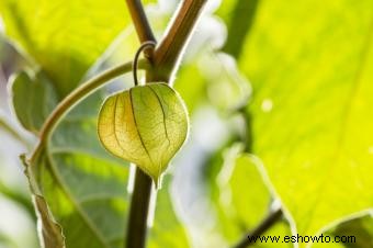 Plantas de farolillos chinos