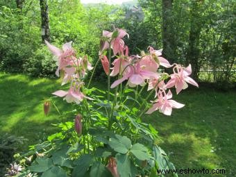 Columbine