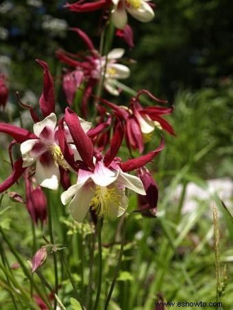 Columbine