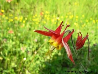 Columbine