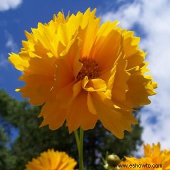 Coreopsis