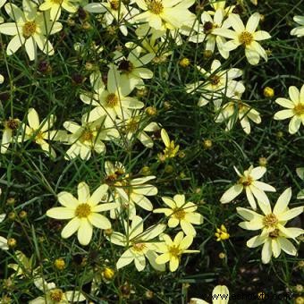 Coreopsis