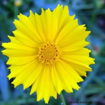 Coreopsis