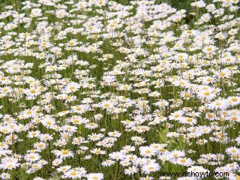 Flores de margarita