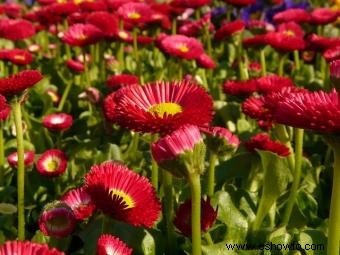 Flores de margarita