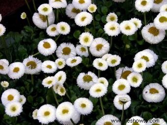 Flores de margarita