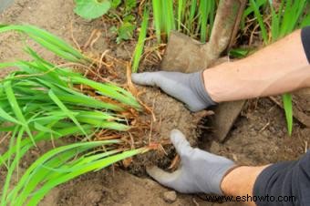 División de plantas perennes