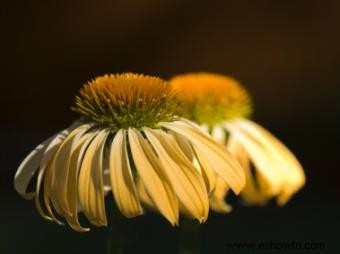 Echinacea Sunrise Plants