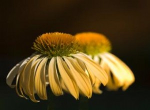 Plantas Echinacea Sunrise: Guía Completa de Cultivo y Cuidados
