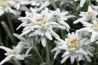 Edelweiss