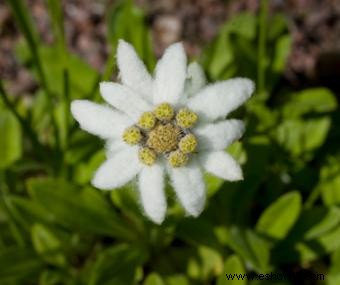 Edelweiss