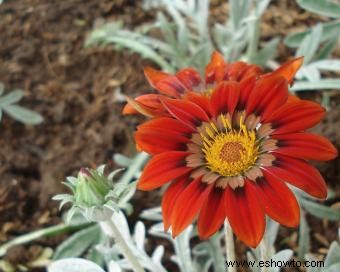 Gazania