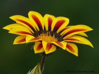 Gazania