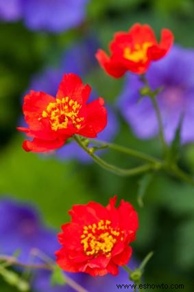 Geum