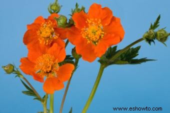 Geum