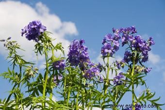 Valeriana griega