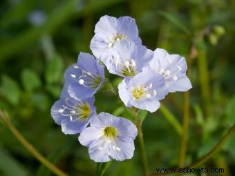 Valeriana griega