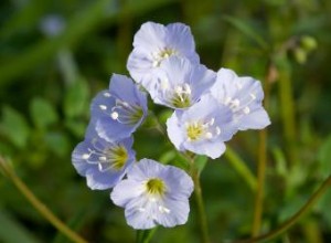 Valeriana Griega (Polemonium): Guía Experta de Cultivo, Cuidados y Variedades