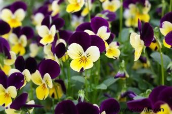 Cultivo de flores de viola para un jardín vibrante