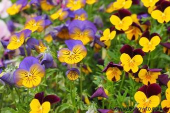 Cultivo de flores de viola para un jardín vibrante