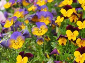 Guía experta para cultivar violas: flores vibrantes y resistentes para tu jardín