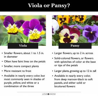 Cultivo de flores de viola para un jardín vibrante